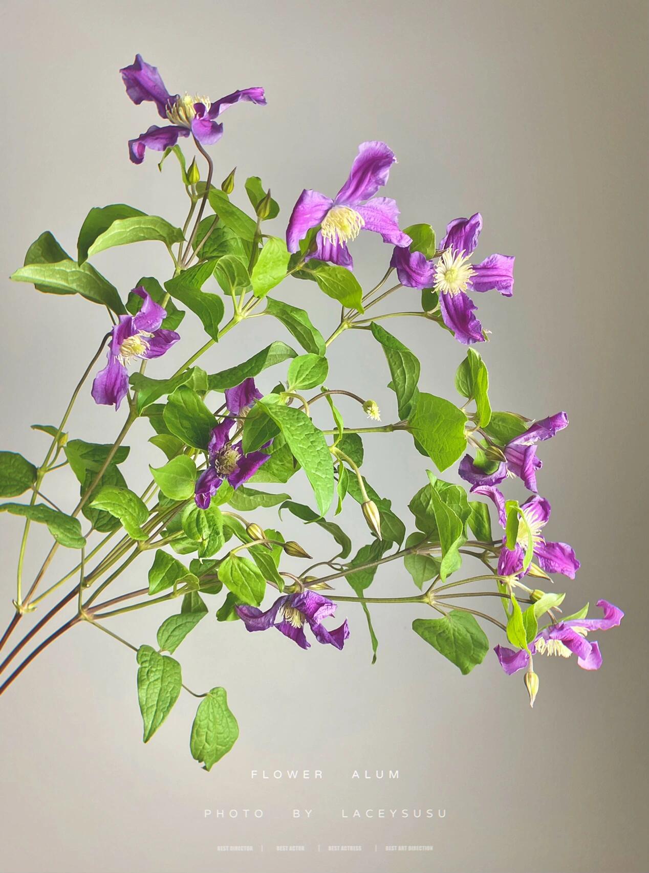 Clematis ‘’Inspiration｜灵感‘’