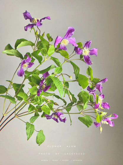 Clematis ‘’Inspiration｜灵感‘’