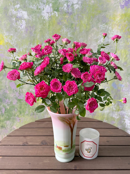 Shrub Rose 'Marriotta | 马里奥塔 '