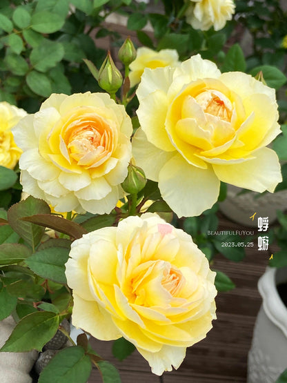 Rose ’ Kagelou| カゲロウ  | 阳炎/蜉蝣  - New varieties 2020