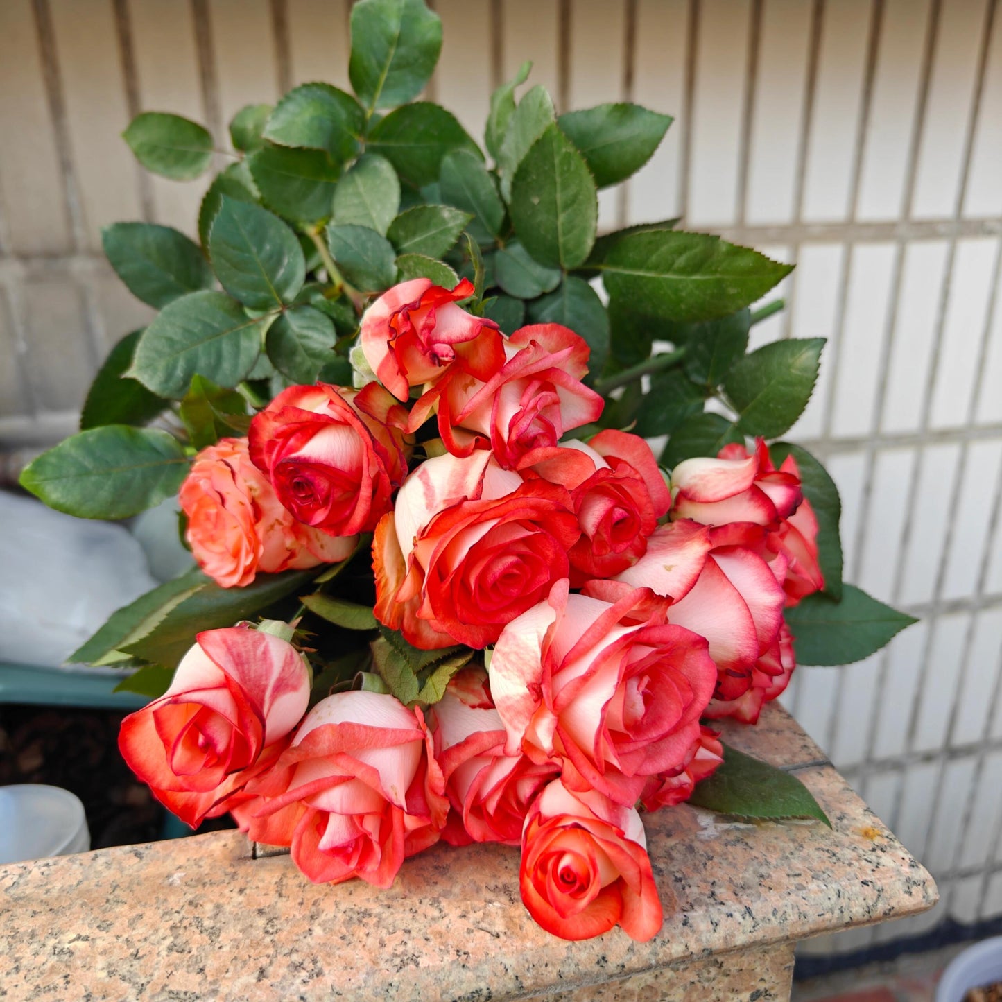 Rare Rose  ’ Yashica｜切花胭脂扣 ｜雅西卡 - New variety