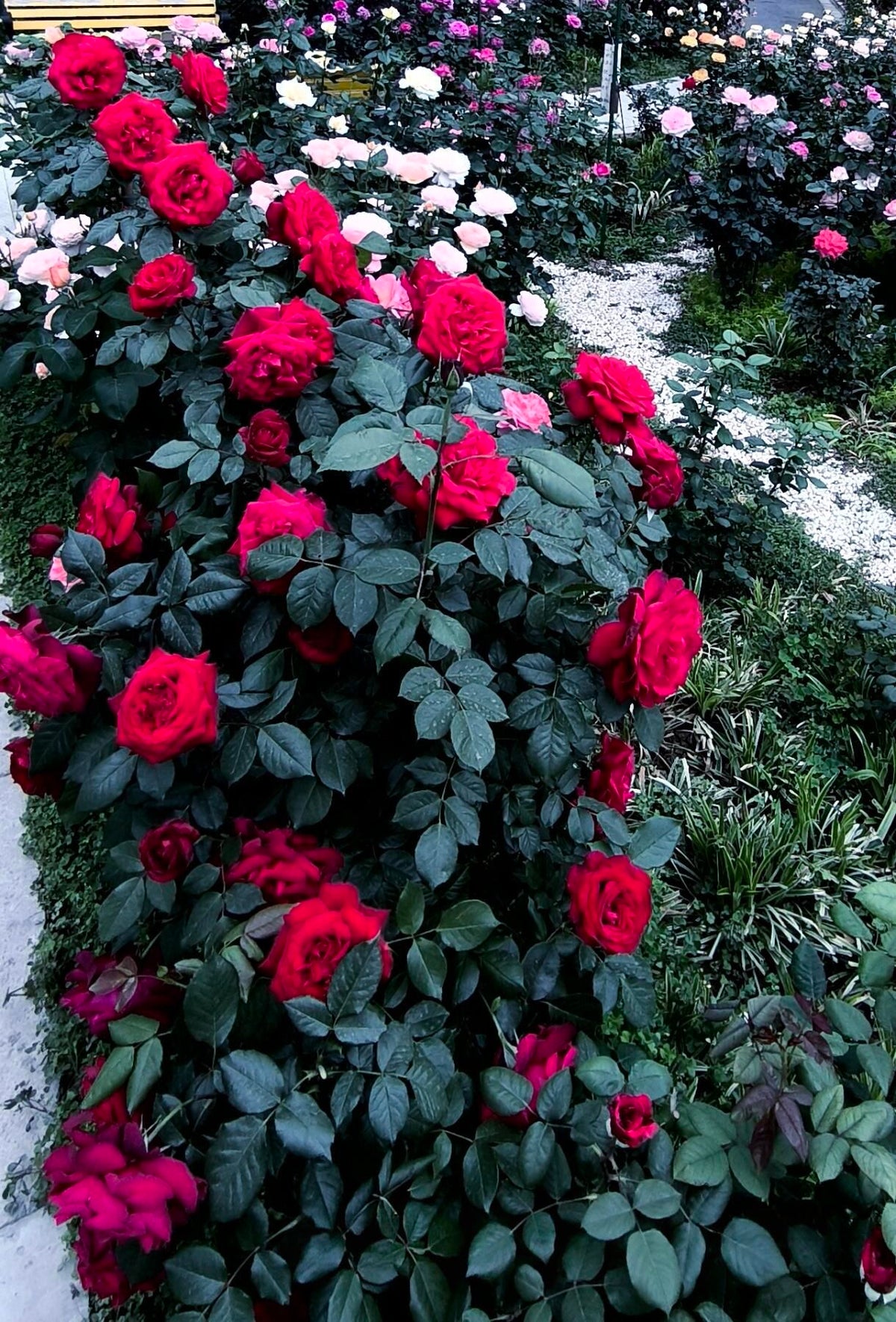 Rose 'Admiral' 海上将军