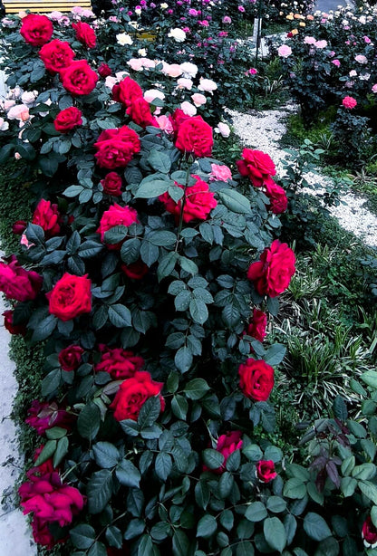 Rose 'Admiral' 海上将军