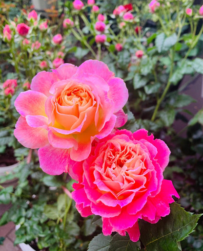 Rare Rose  ‘ Chaleur｜シヤル一ル ｜温暖｜夏洛尔