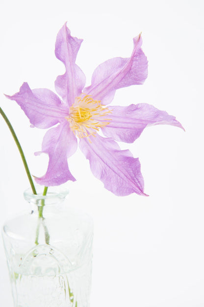 Clematis ‘’East River| 东方河流‘’