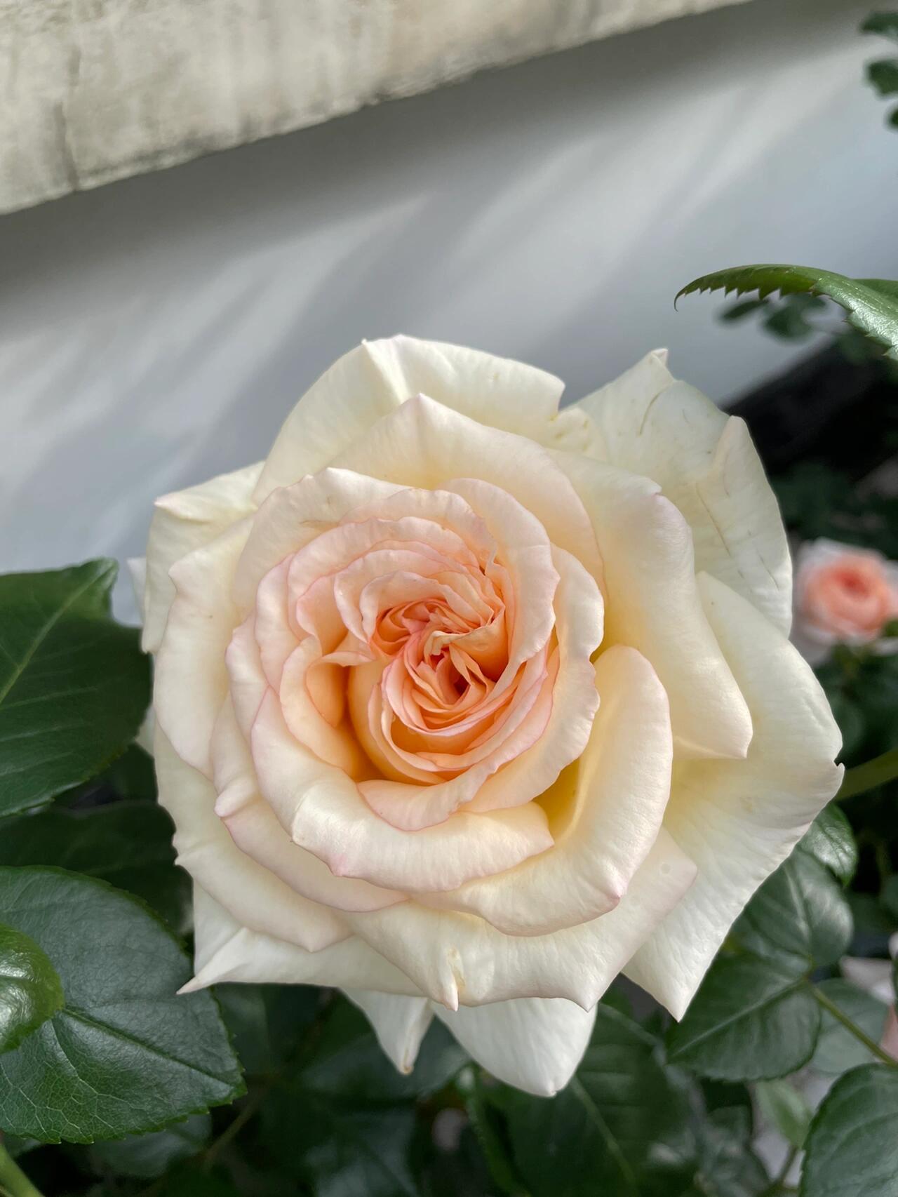 Rose  ‘ Anastasia ｜假面公主 - Award-Winning Variety