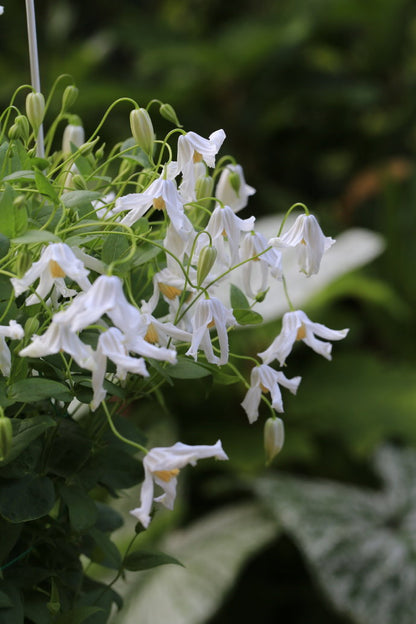 Clematis ''Twinkle| 闪烁''