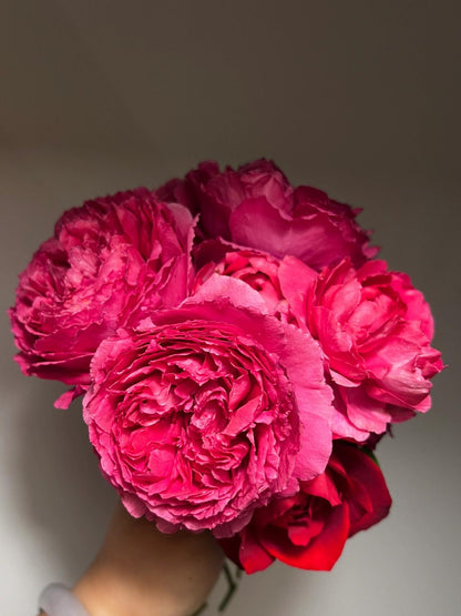 Rose  ‘ Flying Swan ｜Jing Hong｜惊鸿 - New Variety-2021
