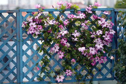 Clematis ‘’Fond Memories｜美好回忆‘’