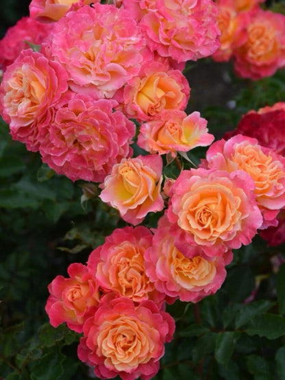 Rare Rose  ‘ Chaleur｜シヤル一ル ｜温暖｜夏洛尔