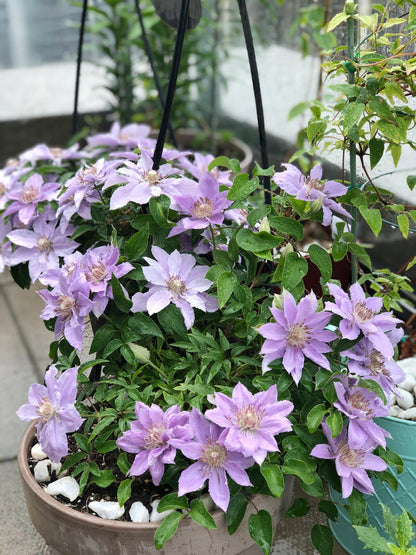 Clematis ‘’Filigree｜金银丝/ 故里‘’