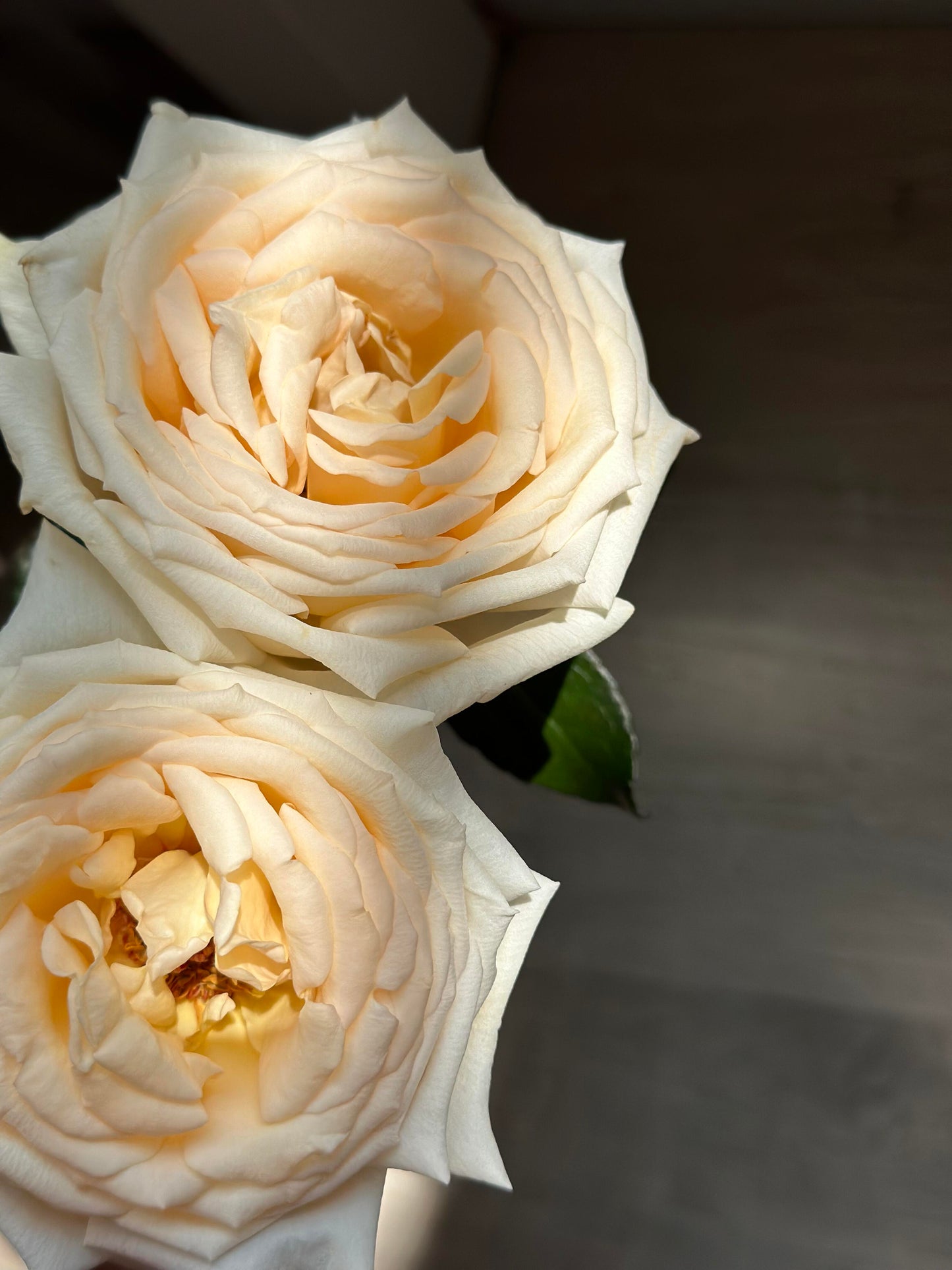 Rose  ‘ Anastasia ｜假面公主 - Award-Winning Variety