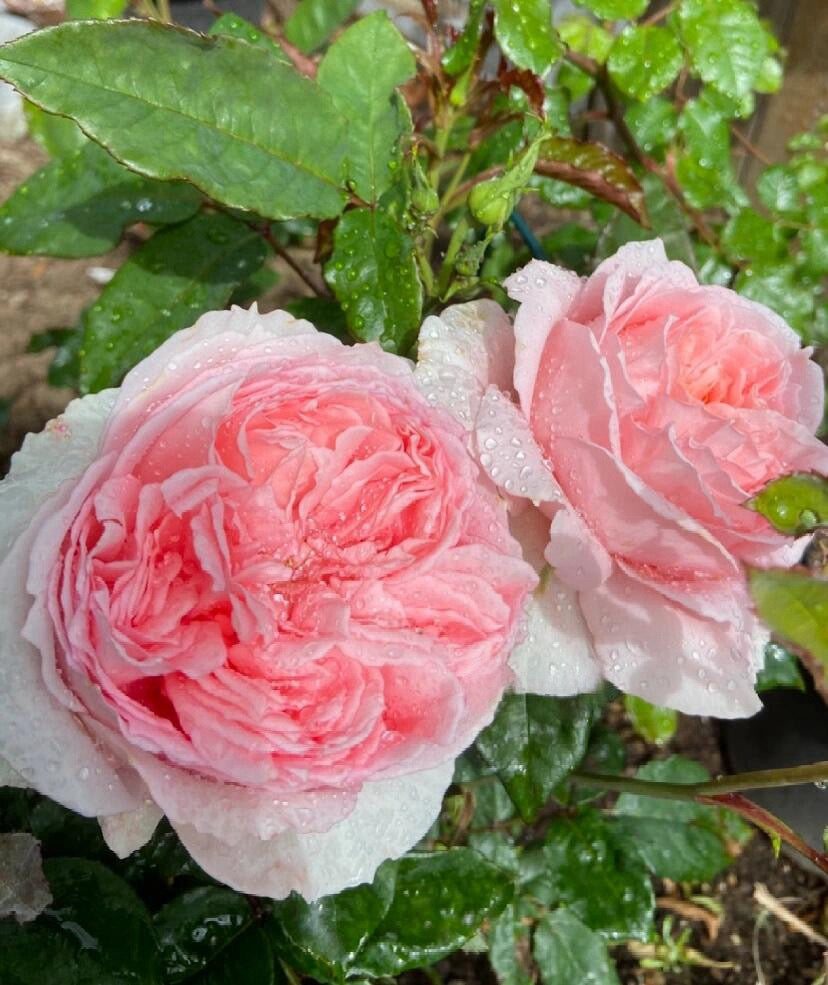 Rose  ’ Flow｜フロウ | 涌流