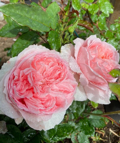 Rose  ’ Flow｜フロウ | 涌流