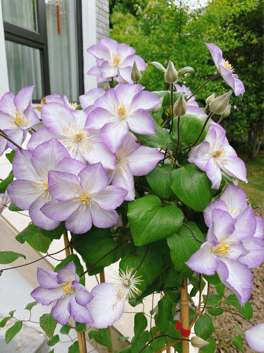 Clematis ‘’Lucky Charm| お守り|幸运符‘’