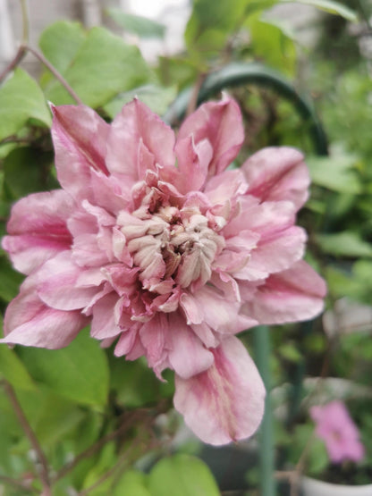 Clematis ‘’Patricia Ann Fretwel｜帕特丽夏‘’