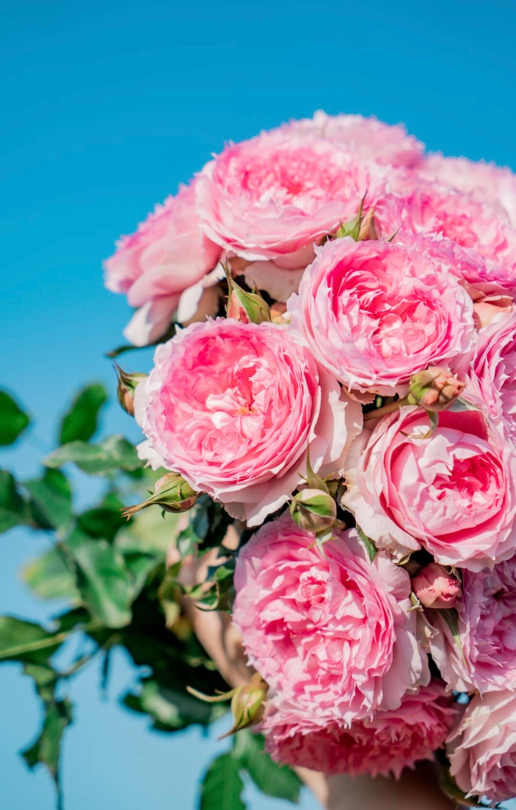 Rose ’ Misty Moon｜Rong Rong Yue ｜溶溶月 -  New Variety 2022