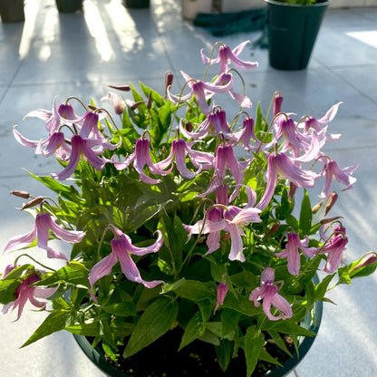 Clematis ‘’Hanajima｜はなじま｜花島｜花岛‘’