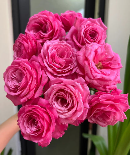 Rose  'Peach Blaze Sky | 桃灼蓝天 | Award-winning '