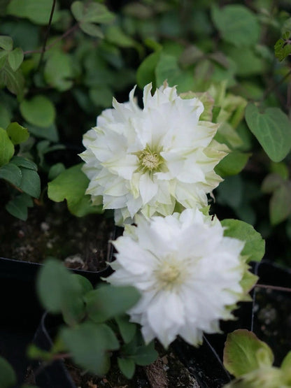 Clematis ‘’Midori |美登利 ‘’