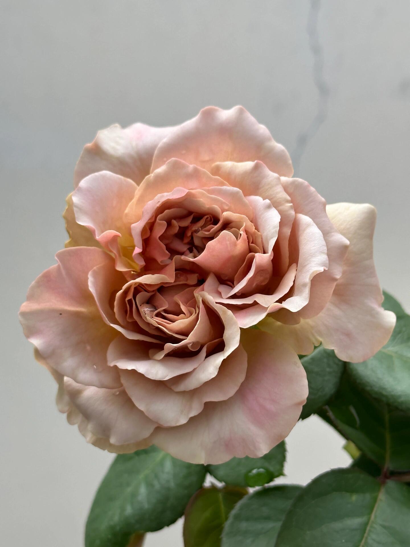 Rose ‘ Caffe Latte  ｜拿铁咖啡‘
