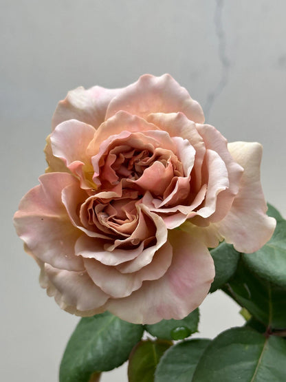 Rose ‘ Caffe Latte  ｜拿铁咖啡‘