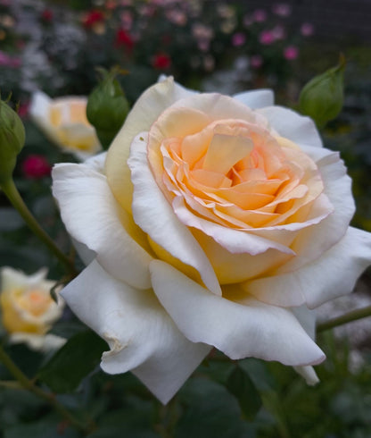 Rose  ‘ Anastasia ｜假面公主 - Award-Winning Variety