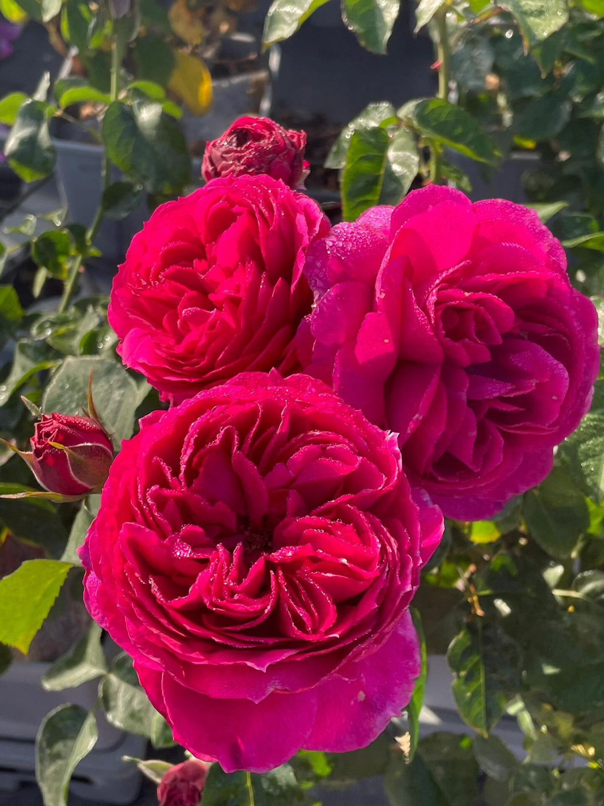 Rose  ‘ Ci Xuan| 慈萱|  - New Variety 2020