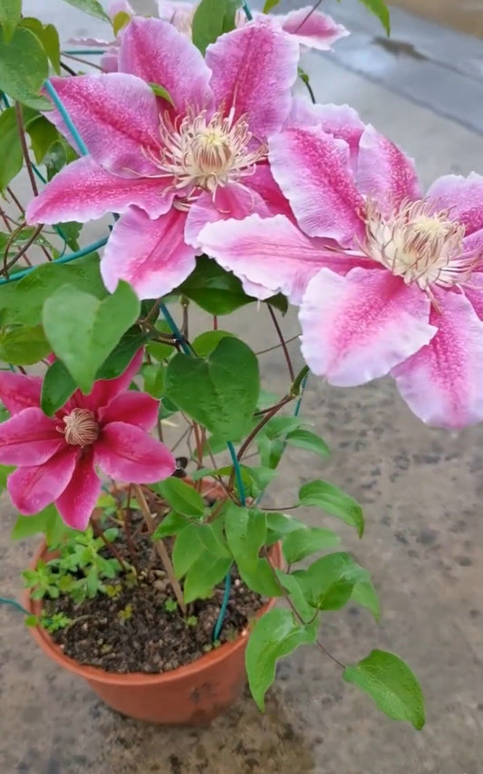 Clematis ‘’Nishiki｜錦 |锦 ‘’