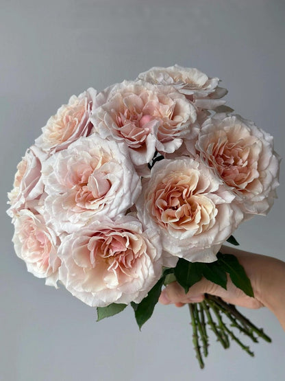 Rosa ’ Ben Weatherstaff｜ ベン ウェザースタッフ|   园丁老班 - New Variety 2020