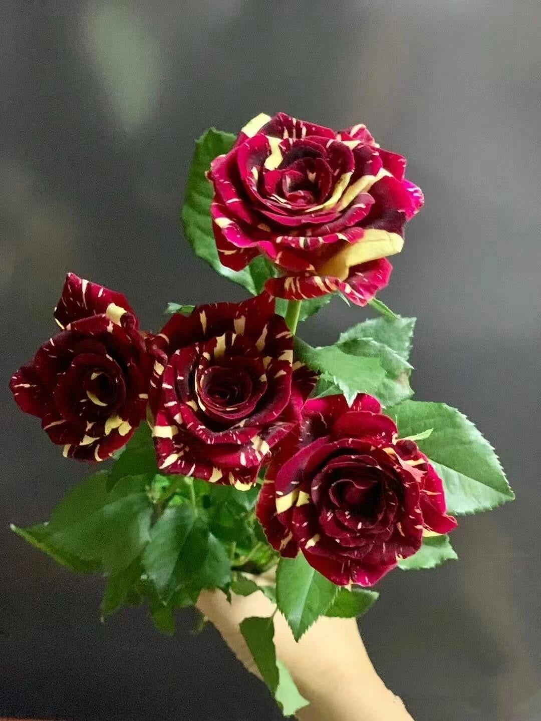 Rose 'Abracadabra' 流星雨泡泡