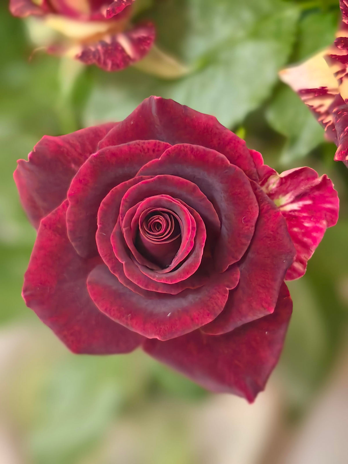 Rose 'Abracadabra' 流星雨泡泡
