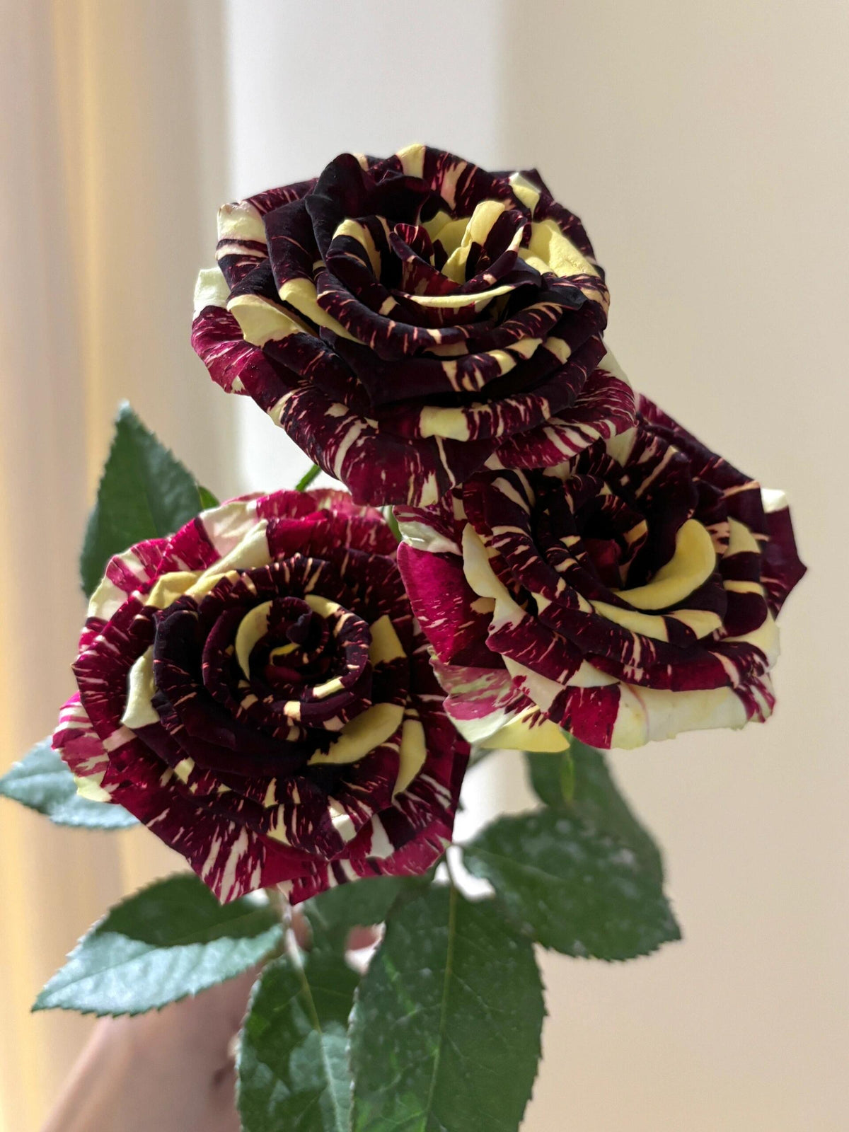 Rose 'Abracadabra' 流星雨泡泡