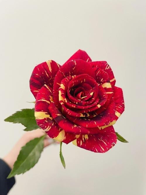 Rose 'Abracadabra' 流星雨泡泡