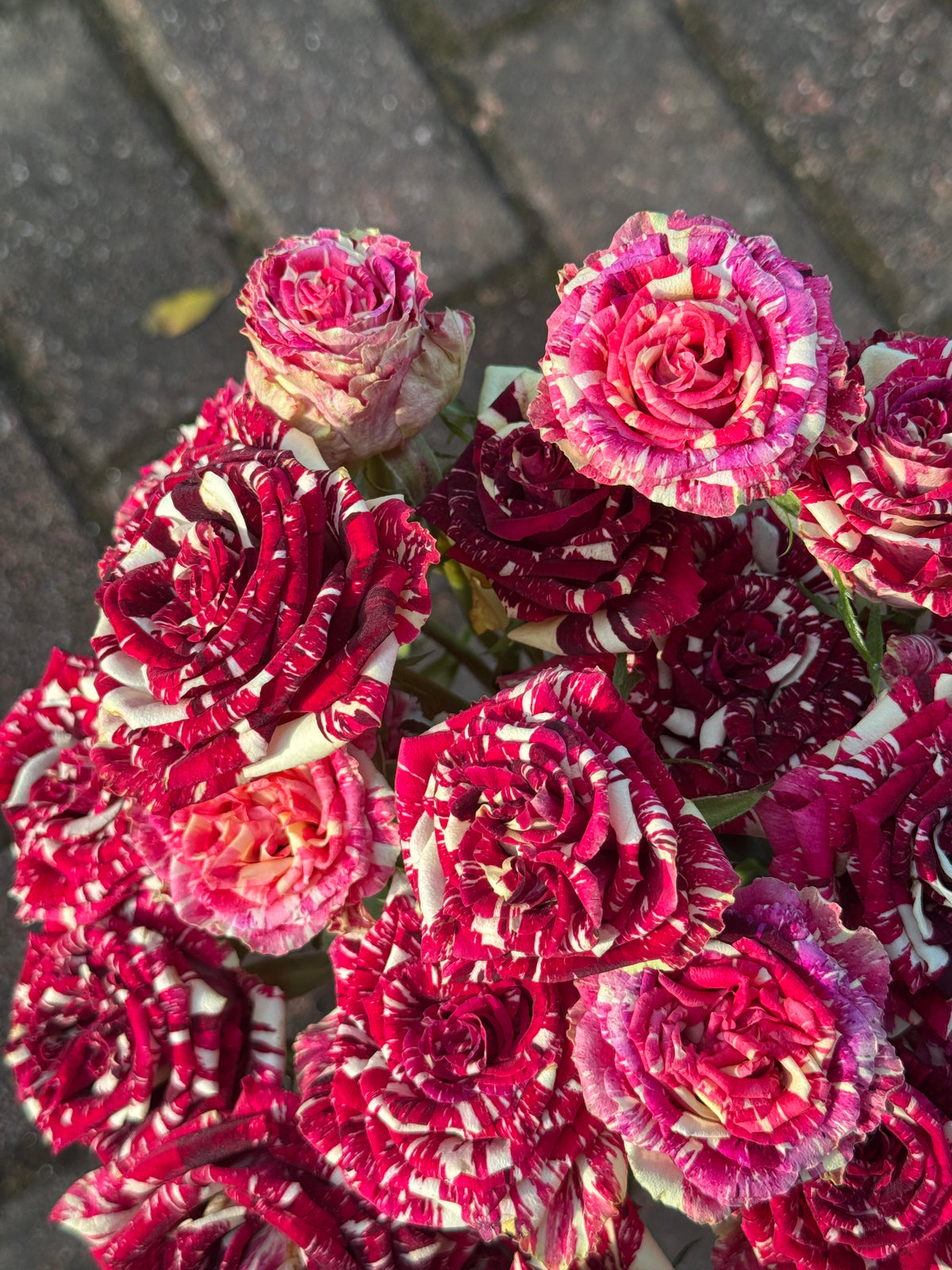 Rose 'Abracadabra' 流星雨泡泡