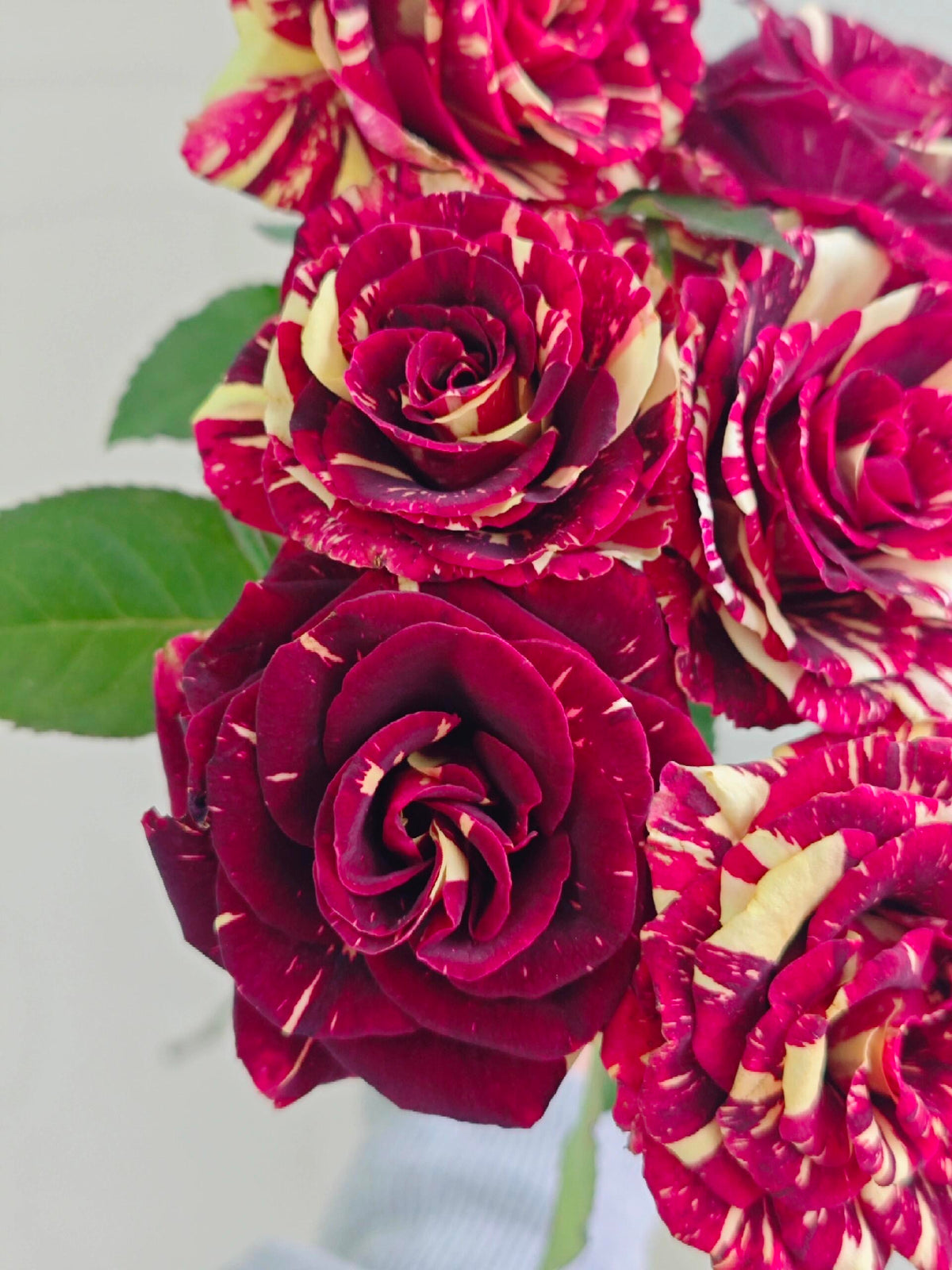 Rose 'Abracadabra' 流星雨泡泡