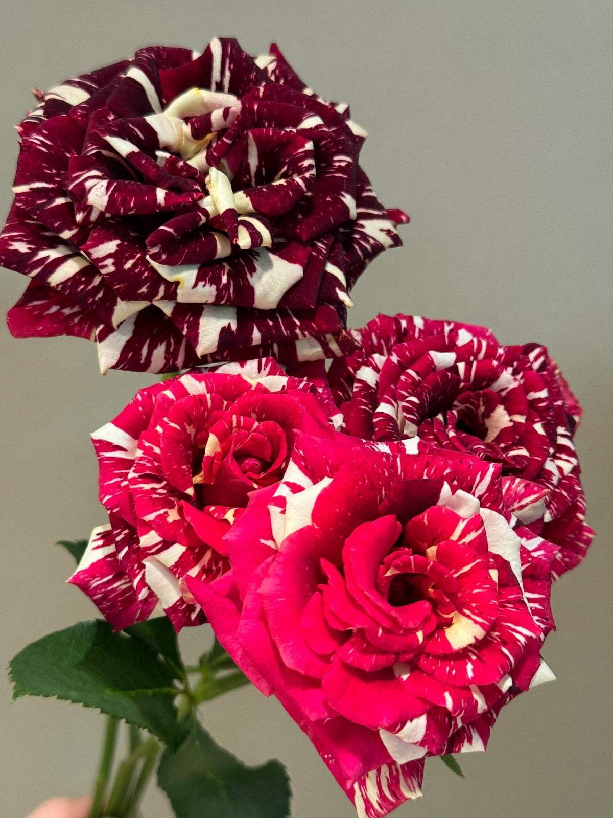 Rose 'Abracadabra' 流星雨泡泡