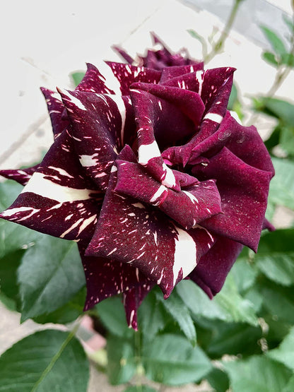 Rose 'Abracadabra' 流星雨泡泡