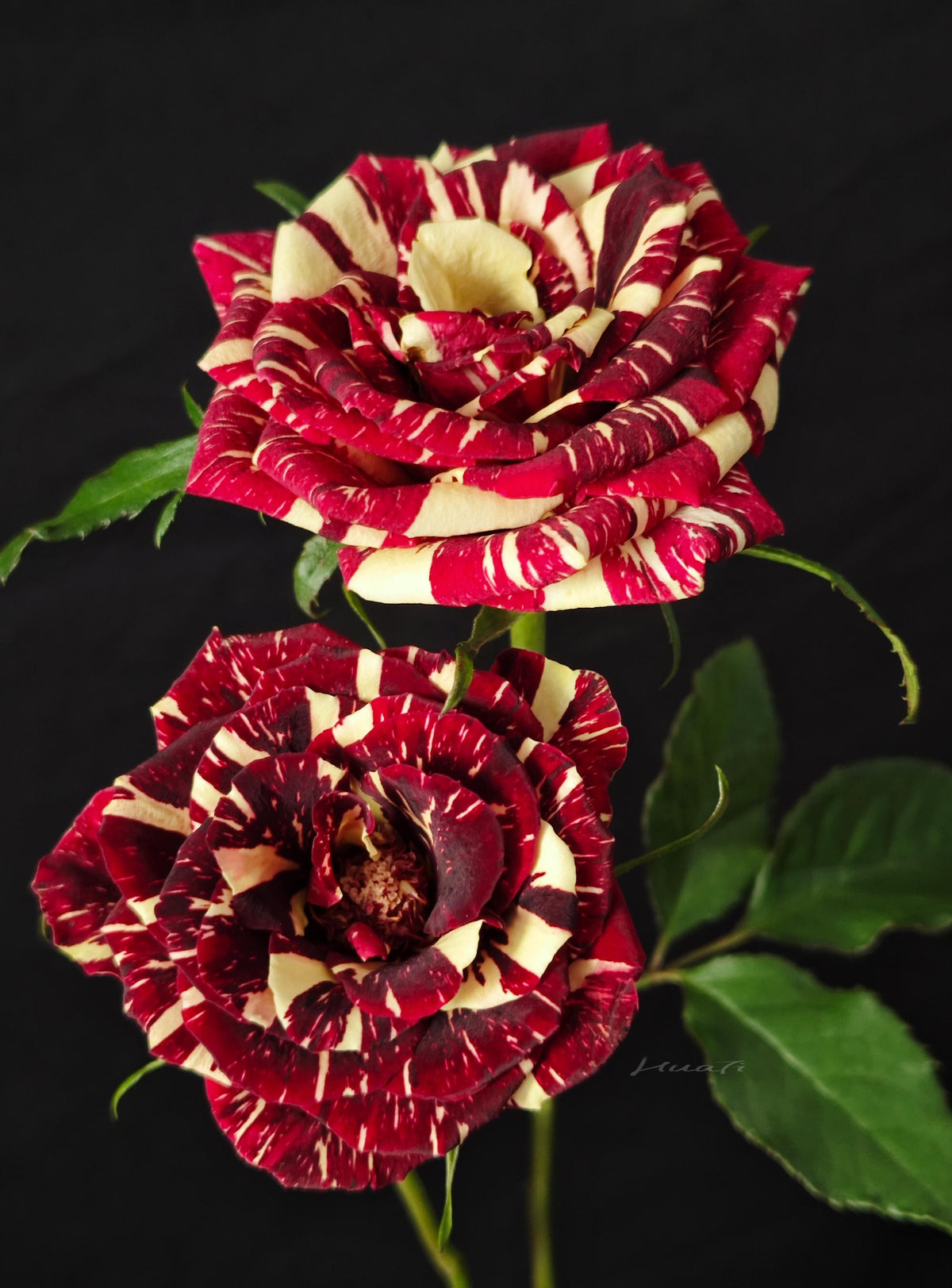 Rose 'Abracadabra' 流星雨泡泡
