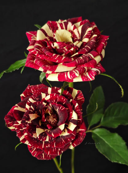 Rose 'Abracadabra' 流星雨泡泡