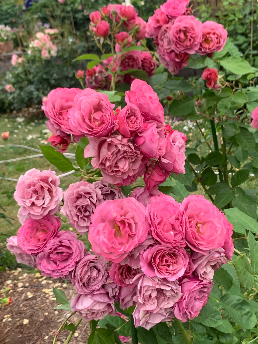 Rose ‘Aoi' /あおい / 葵