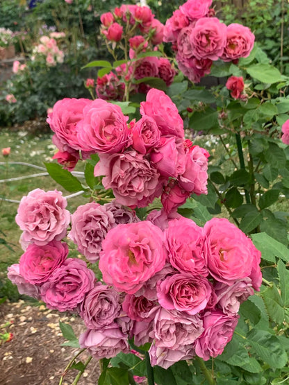 Rose ‘Aoi' /あおい / 葵