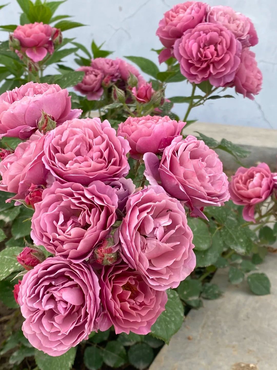 Rose ‘Aoi' /あおい / 葵