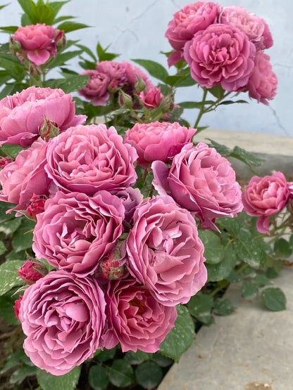 Rose ‘Aoi' /あおい / 葵