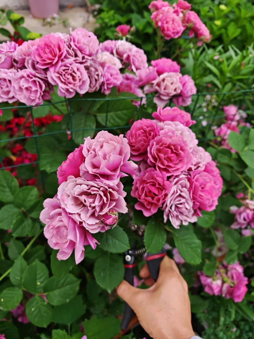 Rose ‘Aoi' /あおい / 葵
