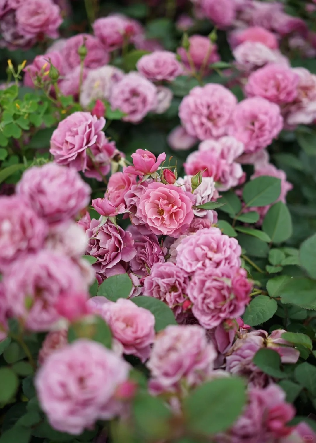 Rose ‘Aoi' /あおい / 葵
