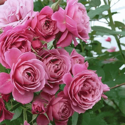 Rose ‘Aoi' /あおい / 葵