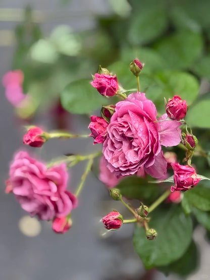 Rose ‘Aoi' /あおい / 葵
