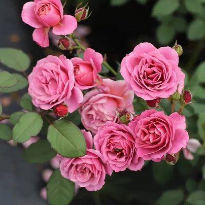 Rose ‘Aoi' /あおい / 葵