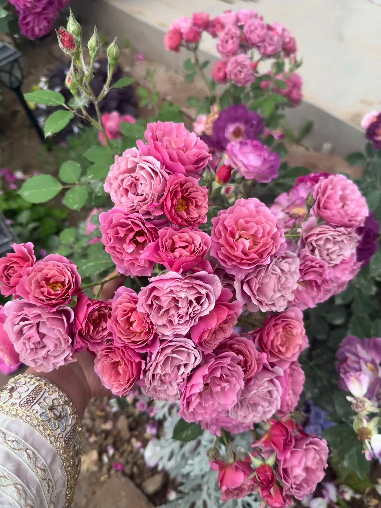 Rose ‘Aoi' /あおい / 葵